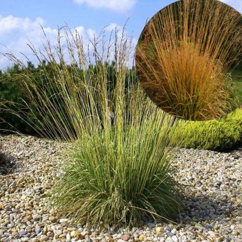 Molinia arundinacea 'Dauerstrahl' - Roog-sinihelmikas 'Dauerstrahl' P9/0,55L    